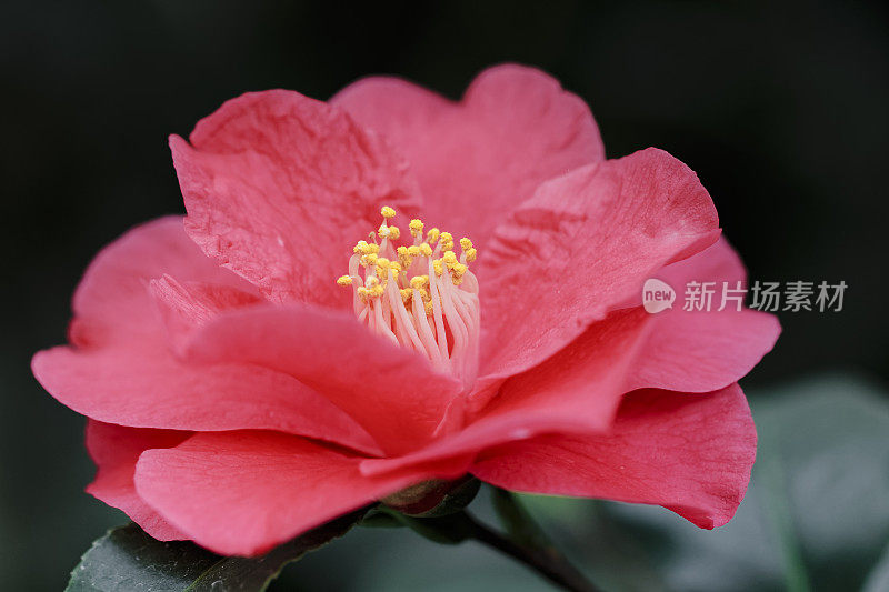 茶花(Camellia japonica L.)“弗雷德·桑德”